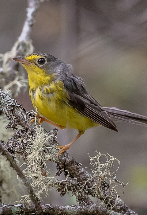 image of Canada warbler