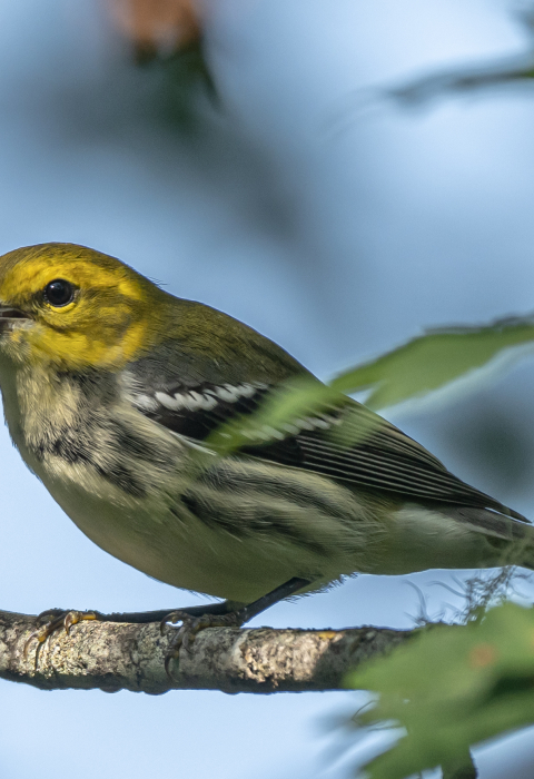 image of black-throated green warbler