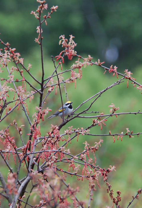 image of golden-winged warbler in shrub