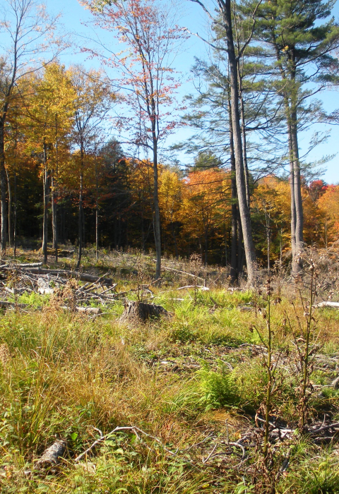 image of recent clearcut timber harvest