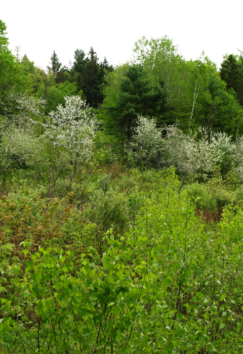 image of flowering apple trees in young forest habitat