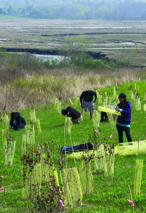 Volunteers plant shrubs in a field at Rachel Carson National Wildlife Refuge.
