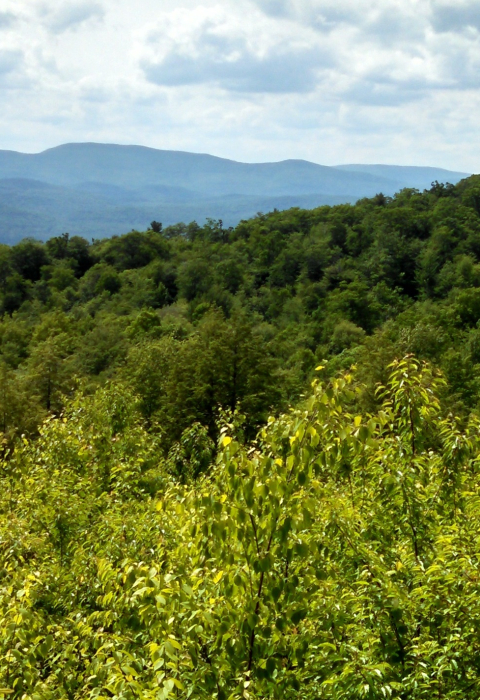 Kunjamuk Young Forest Demonstration Project habitat site