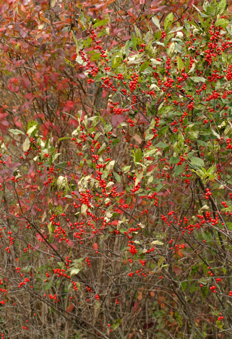 autumn olive fruiting