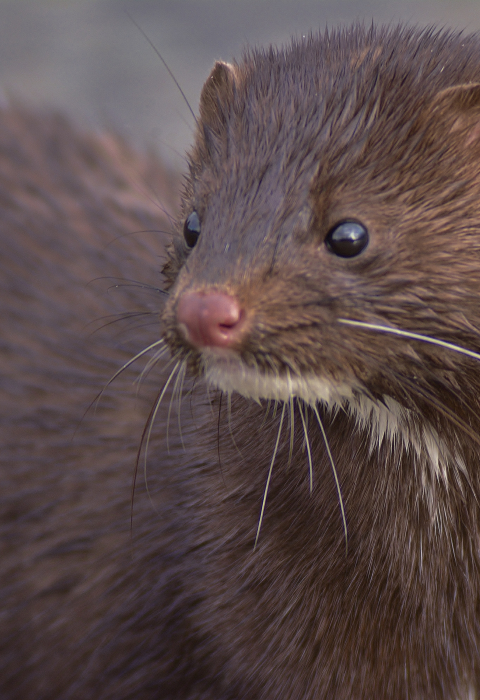 image of mink