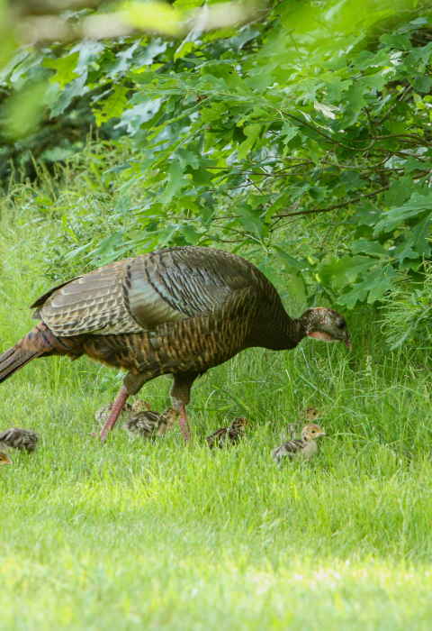 Wild turkey hen with poults