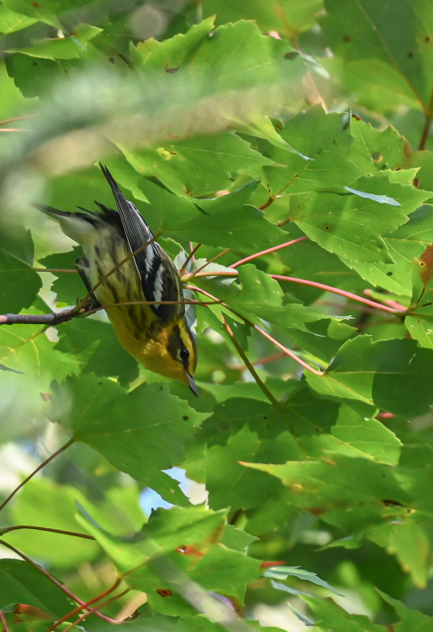 Blackburnian warbler in tree
