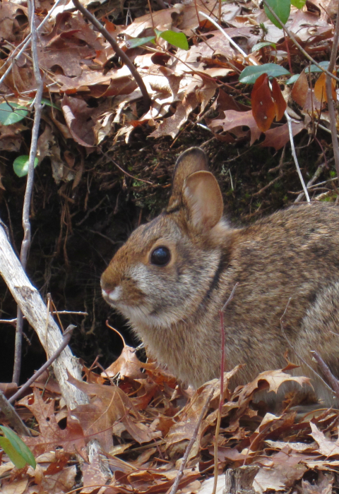 New England cottontail at burrow