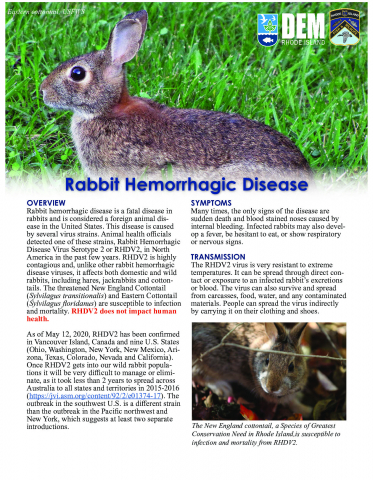 Rabbit Hemorrhagic Disease