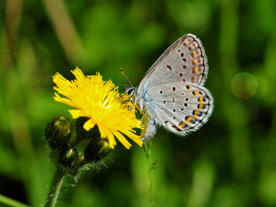 image of Karner blue butterfly on hawkweed