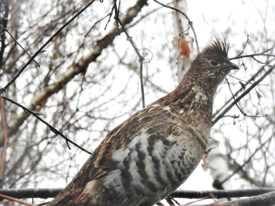 ruffed grouse perched in tree