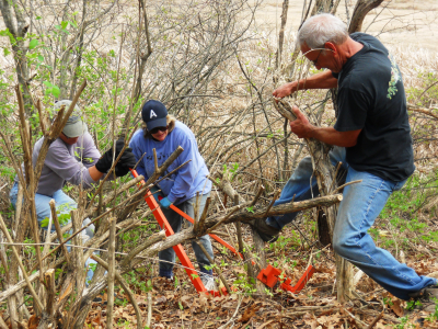 workers remove invasive shrubs using a weed wrench
