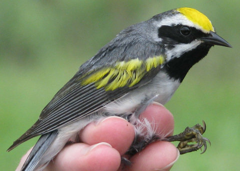 Male golden-winged warbler.