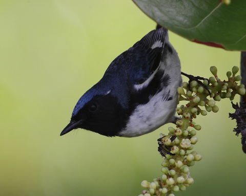 image of black-throated blue warbler