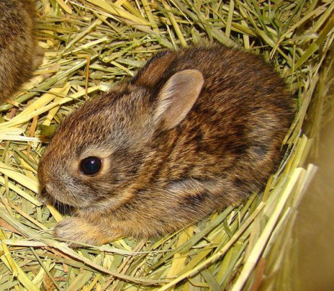 Young New England cottontail bred in Roger Williams Park Zoo