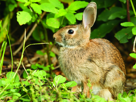 Eastern cottontail in habitat