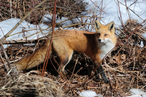 image of red fox