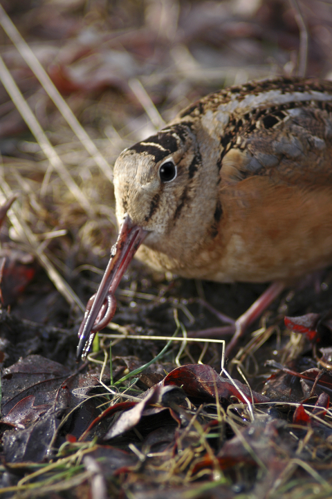 American woodcock feeding on earthworm