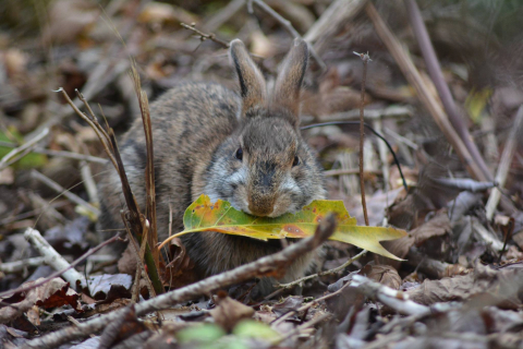 New England cottontail eating a leaf