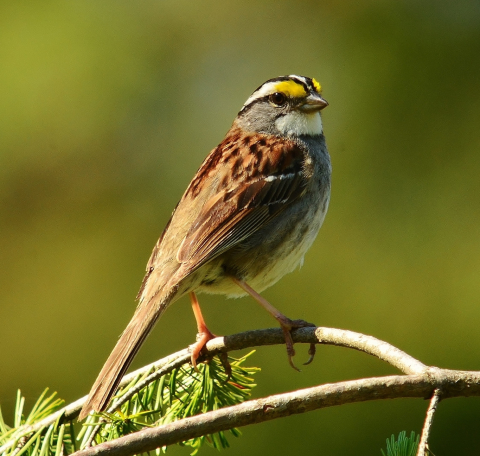 White-throated sparrow in habitat