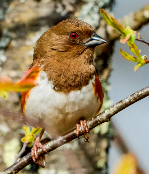 image of female eastern towhee