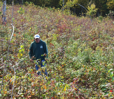 Forester Lou Bushey checks tree regeneration following timber harvest