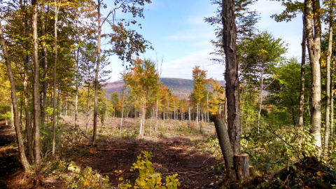 Kunjamuk timber harvest