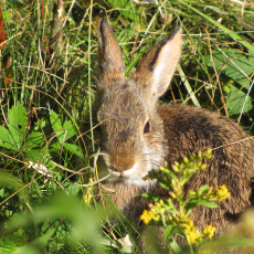 Photo of a New England cottontail in young forest habitat