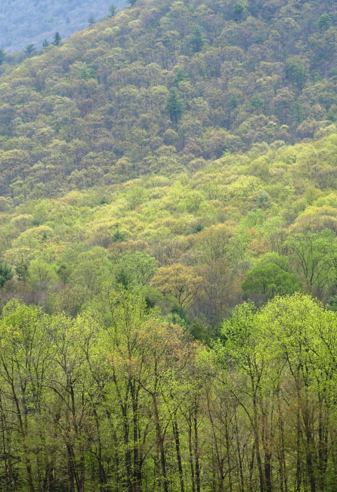 image of forest in Pennsylvania