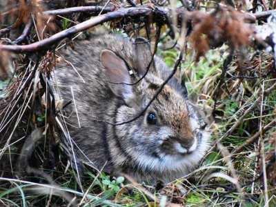 Image of New England cottontail in habitat