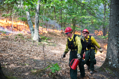 image of prescribed burn on Cape Cod